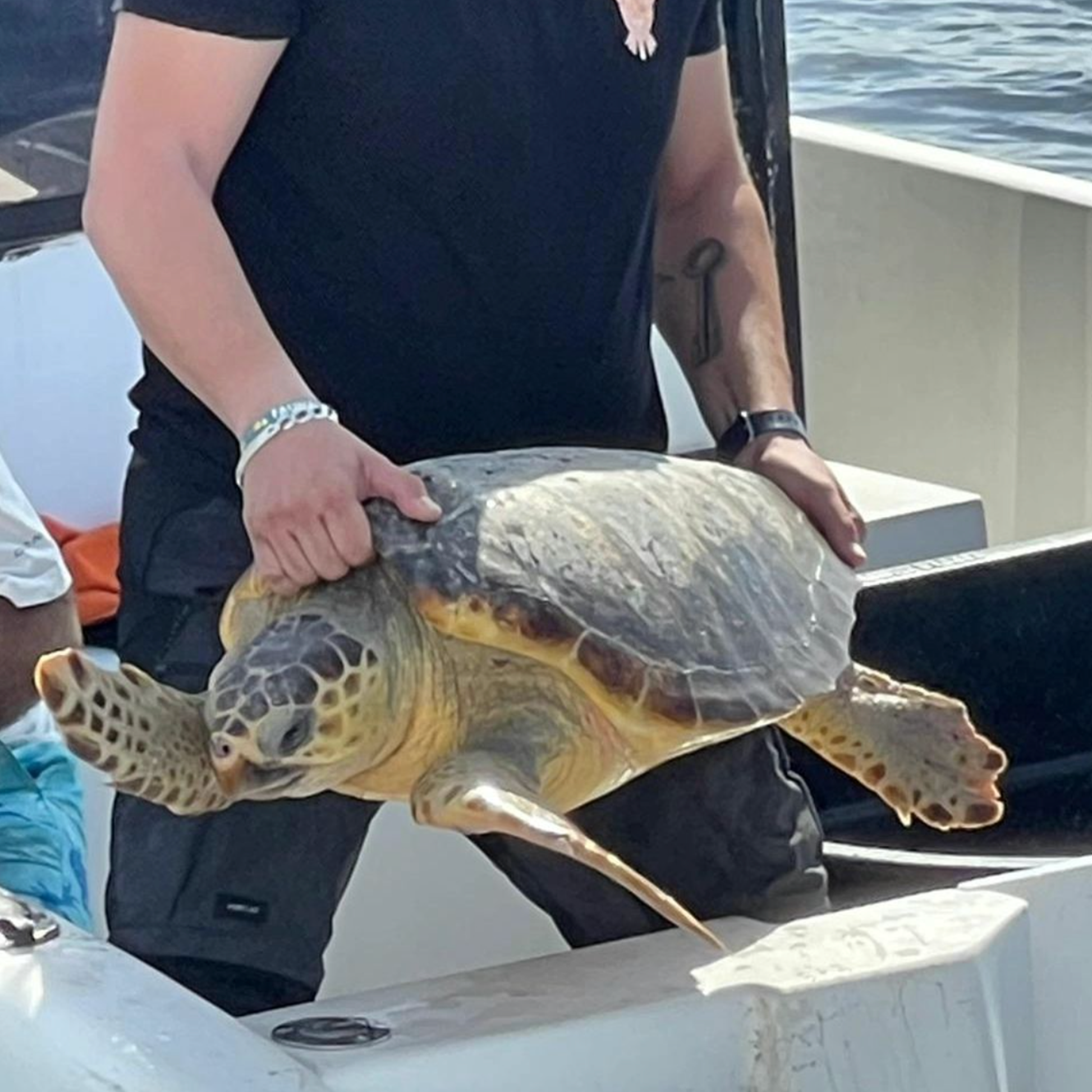 Turtle Necklace